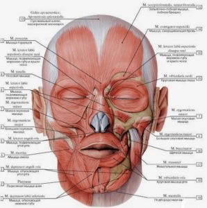 Anatomía de la Región Facial específica de la Cara