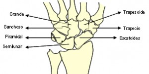 anatomía de la mano