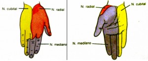 anatomía de la mano