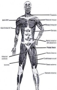 Aparato respiratorio y circulatorio en ejercicio. Sistema muscular