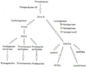 Bases moleculares, bioquímicas y fisiológicas de la fibrosis quística 